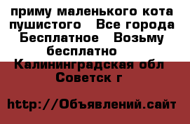 приму маленького кота пушистого - Все города Бесплатное » Возьму бесплатно   . Калининградская обл.,Советск г.